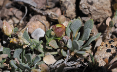Physaria kingii kingii