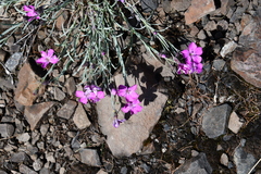 Dianthus repens