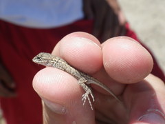 Sceloporus occidentalis occidentalis