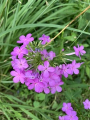 Phlox maculata
