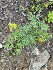 Lomatium brandegeei