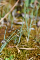 Carex rariflora