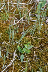 Carex rariflora