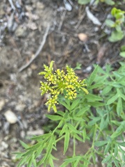 Lomatium brandegeei