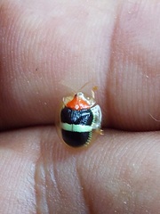 Charidotis aurofasciata