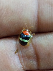 Charidotis aurofasciata