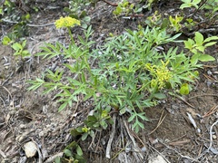 Lomatium brandegeei