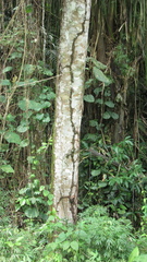 Trichospermum galeottii