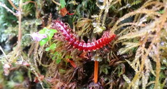 Scolopocryptops spinicaudus