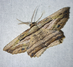 Menophra serpentinaria