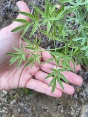 Lomatium brandegeei