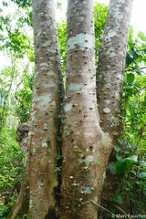 Zanthoxylum martinicense