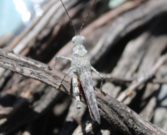 Trimerotropis californica