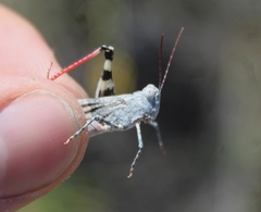 Trimerotropis californica