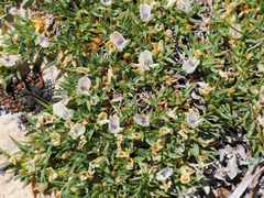 Astragalus kentrophyta danaus