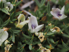 Astragalus kentrophyta danaus