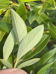 Salix pulchra