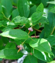 Vaccinium erythrocarpum