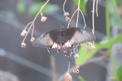 Papilio polytes