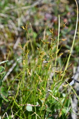 Carex williamsii