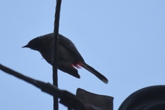 Pycnonotus cafer