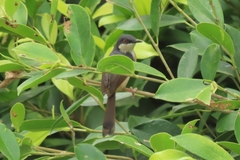 Prinia socialis