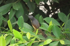 Prinia socialis