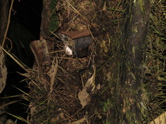 Phoneutria boliviensis