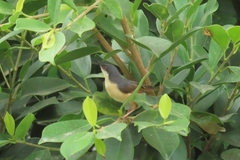 Prinia socialis