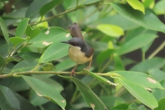 Prinia socialis