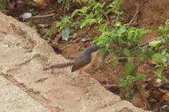 Prinia socialis