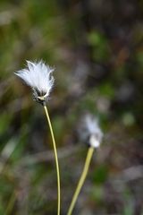 Eriophorum brachyantherum