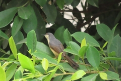 Prinia socialis