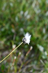 Eriophorum brachyantherum