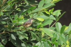 Prinia socialis