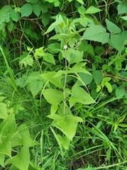 Parasenecio hastatus