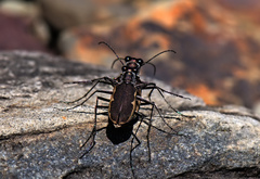 Cicindela marginipennis