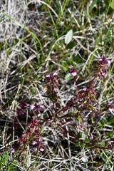 Pedicularis pennellii