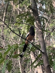 Dendrocitta vagabunda