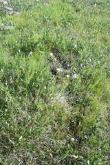 Eriophorum brachyantherum