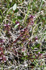 Pedicularis pennellii