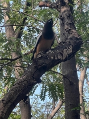 Dendrocitta vagabunda
