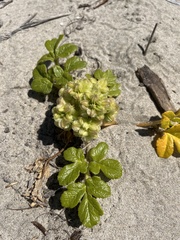 Glehnia