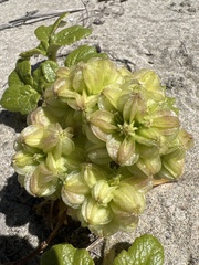 Glehnia
