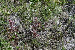 Pedicularis pennellii