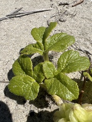 Glehnia