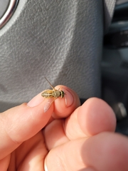 Tabanus nigrovittatus