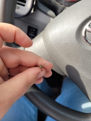 Tabanus nigrovittatus