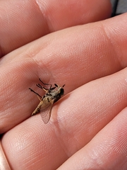 Tabanus nigrovittatus