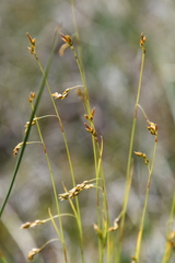Carex williamsii
